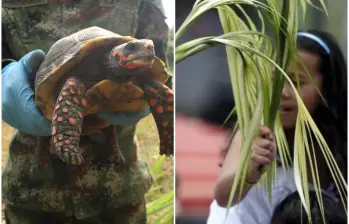 La palma de cera, árbol nacional de Colombia y hogar del loro orejiamarillo, enfrenta cada año una presión creciente durante las celebraciones religiosas, junto algunos animales. FOTO: Manuel Saldarriaga y Colprensa