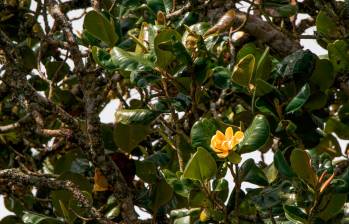 Árbol de Magnolia yarumalensis, una especie que se encuentra en peligro de extinción. Fotos: Cortesía Corporación SalvaMontes Colombia.