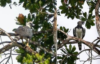 Avistaron una águila arpía en San Cipriano, ubicada en el municipio de Buenaventura, Valle del Cauca. FOTOS: Corporación Autónoma Regional del Valle del Cauca 