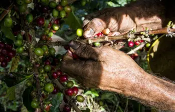 En temporadas de cosecha de café, los caficultores se ven más amenazados por extorsiones y otros delitos en su contra. Foto: Julio César Herrera E.