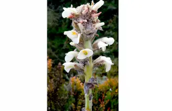 La Puya farallonensis, nueva especie de bromelia descubierta en los Farallones de Cali, habita en un único parche de páramo a más de 3.500 metros de altura y enfrenta peligro crítico por la minería ilegal. FOTO cortesía Julio Betancur, investigador del ICN