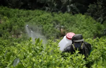 Así se erradican cultivos en el sur de Bolívar. Foto: Colprensa
