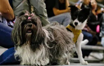 La primera edición de Expopet Medellín reunirá experiencias, formación y entretenimiento para tutores y animales de compañía. FOTO Colprensa
