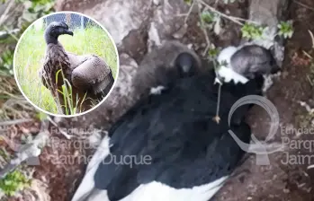 Monitoreo del nido de cóndor andino en el páramo El Almorzadero, en Santander. Foto: Fundación Parque Jaime Duque