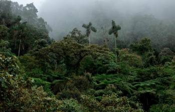 El corredor ecológico entre el bosque Niebla–El Globo, en Támesis (Antioquia), es fundamental para proteger 294 especies de aves, 24 de reptiles, 8 de anfibios, entre otros. FOTO cortesía terraso