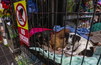 En el módulo de fauna se comercializan perros, gatos y aves de varias especies. FOTOS Manuel Saldarriaga