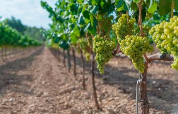 El vino verde es considerado un vino equilibrado, complejo y delicado. FOTO Getty