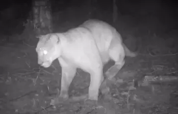 Este fue el felino captado en zona rural del municipio de Sabaneta. FOTO: imagen tomada de redes.