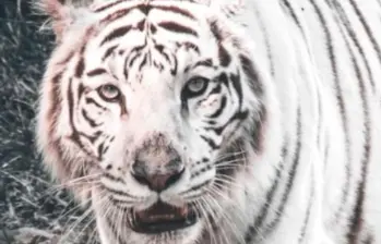 El animal muerto llevaba más de veinte años de vida en el zoológico de la capital del Valle. Foto Redes sociales.