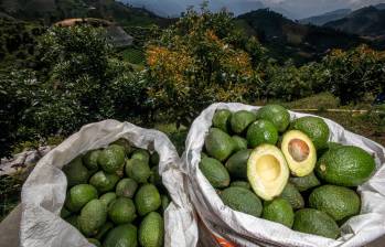 En el país existen 55.000 hectáreas sembradas con aguacate Hass, y entre enero y junio ha sido la tercera fruta más exportada por Colombia. FOTO EL COLOMBIANO