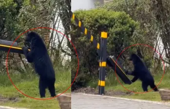 Captan presencia de oso andino en conjunto residencial de la sabana de Bogotá. Foto: captura de video @ColombiaOscura