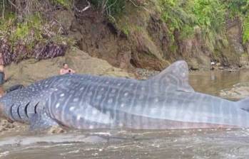 A pesar de las labores de la comunidad y las autoridades, un tiburón ballena varado en Bahía Solano murió. Foto: Codechocó