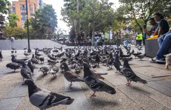 Palomas en el Parque de Envigado llegan allí buscando alimento que algunas personas también les tiran. Foto: EL COLOMBIANO