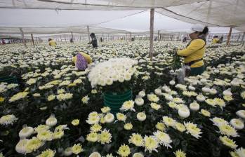 Cerca de 230 millones de tallos se cultivan en El Capiro cada año. FOTO Esneyder Gutiérrez