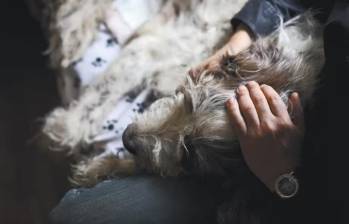 Esta licencia busca que los trabajadores colombianos puedan tener un día para enfrentar el duelo de la perdida de su mascota, considera como miembro de su familia. FOTO: GETTY