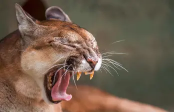 Las autoridades de Sonsón y del Oriente antioqueño hacen constantes monitoreos para vigilar los movimientos del puma que hay en este municipío y evitar que continúe atacando otras especies. FOTO: ARCHIVO