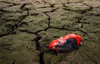 El fenómeno de El Niño provoca un calentamiento anormal de las aguas del océano Pacífico y puede alterar los patrones de lluvia y temperatura en distintas regiones del mundo. FOTO: Colprensa. 