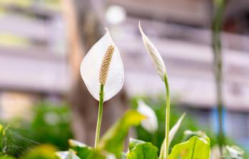 Spathiphyllum wallisii se ha preservado durante siglos al interior de los hogares como planta decorativa y en los antejardines, por su resistencia y belleza para ambientes exteriores. FOTO: Cortesía dirección de comunicaciones UdeA, Alejandra Uribe Fernández