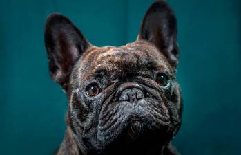 Bulldog francés. Foto Getty