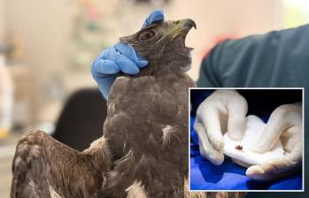 Adelante, uno de los perdigones con los que hirieron a las aves. Atrás, uno de los animales afectados. FOTO: Cortesía