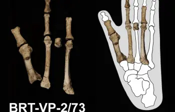 El pie de Burtele permitió reconstruir cómo se desplazaba A. deyiremeda y cómo convivió con otros homininos en el este de África hace 3,4 millones de años. FOTO: Agencia SINC