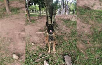 El valiente perro perdió una pata en medio del procedimiento. FOTO: COLPRENSA