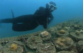 Proyecto de Coralina tiene el objeto de recuperar arrecifes enfermos. FOTO: Colprensa