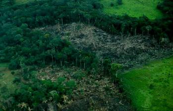 La red criminal que arrasaba con los bosques de la Amazonía, movía cerca de 1.000 millones de pesos mensuales. Foto: Colprensa