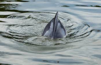 Se reportaron muertos 130 delfines rosados y 23 grises. Foto: Jaime Pérez Munévar