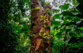 Así se hizo la adecuación del tronco del árbol intervenido en el sector de Provenza para continuar generando ecosistemas en la zona. FOTO: Camilo Suárez