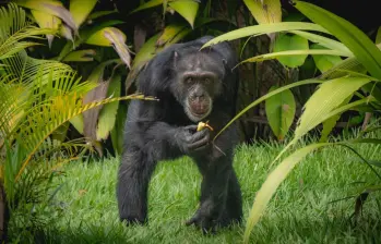 Yoko fue traslado de Pereira a Brasil, donde compartirá con otros 50 chimpancés. Foto: Suministrada a EL COLOMBIANO