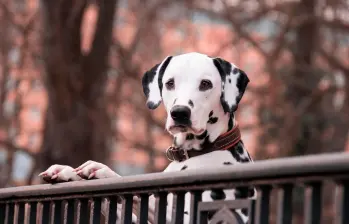 Un perro en etapa adulta durante una sesión de entrenamiento, una de las conductas analizadas por el Dog Aging Project. FOTO Pixabay