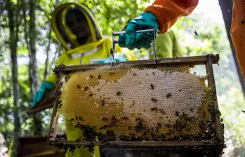 Producción apícola en el Bajo Cauca antioqueño. Foto: Julio César Herrera E.