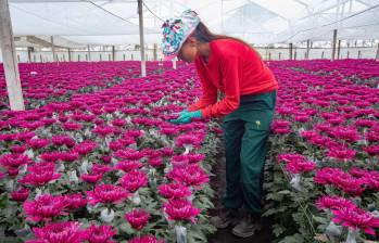 La floricultura genera más de 200.000 empleos formales al año, entre directos e indirectos en Colombia. FOTO: Esneyder Gutiérrez