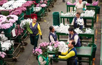 El Día de la Madre es una de las fechas claves para los floricultores colombianos. FOTO EL COLOMBIANO