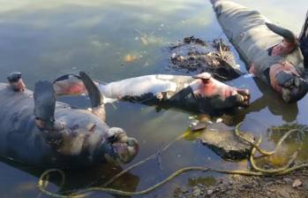 Alerta en Barrancabermeja por la muerte de cuatro manatíes en los caños San Silvestre y El Rosario. Eran dos hembras y dos machos. Foto: Fedepesan