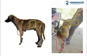 Imagen del análisis forense realizado por peritos de la Universidad Remington al animal golpeado. FOTO: Cortesía Gobernación de Antioquia.