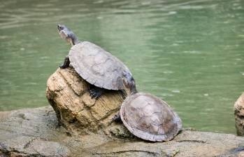 La liberación de tortugas de río es una de las actividades más atractivas del nuevo turismo en Puerto Triunfo. Para hacerlo debe ir hasta el corregimiento de Estación Cocorná. FOTO Cortesía