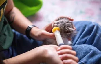 Imagen de referencia de una mascota rescatada en el Aburrá tras una emergencia. FOTO Camilo Suárez