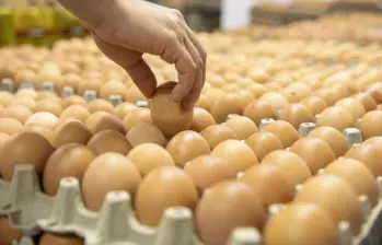 Un estudio cuestiona a gigantes como Olímpica, D1 y Ara por sus huevos que se estarían produciendo en condiciones de hacinamiento en jaulas. Foto: Carlos Alberto Velásquez