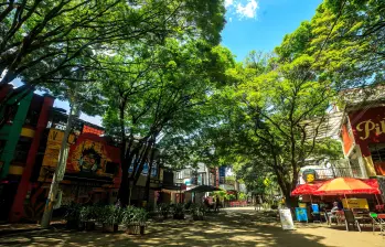 Las acacias son el sello distintivo de Provenza, su desaparición significaría borrar gran parte de la historia del barrio. FOTO: CAMILO SUÁREZ