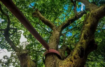 ¿Por qué el árbol algarrobo emana un olor fuerte en ciertas temporadas del año? FOTO: ANDRÉS CAMILO ECHEVERRY SUÁREZ