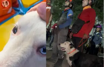 La ayuda llega desde todos los lados. Tsunami, un perro rescatista, trabaja sin descanso para salvar vidas en Caracas desde el miércoles. Foto: Redes sociales @Perros Extremos