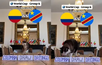 Nimbus Pronos, conocido como el “gato predictor”, se ha vuelto viral por sus pronósticos sobre partidos de fútbol y eventos deportivos. Captura de pantalla vía nimbus_pronos en Instragram.