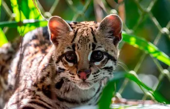 “Es un caso exitoso”: Ocelote rehabilitado ya recorre los bosques de Urabá