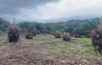 Así quedaron las cerca de 58 hectáreas invadidas desde el 3 de septiembre en la Finca Buenos Aires. FOTO: Cortesía