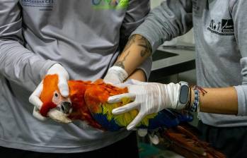 El animal permaneció suspendido a 35 metros de altura durante un tiempo considerable, amarrado de una cuerda en su pata izquierda. Tiene lesiones severas. Foto: cortesía.