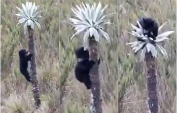 Secuencia de como la cría de oso andino escaló por el tronco de un frailejón en el Parque Natural Chingaza. FOTO: CAPTURA VIDEO PARQUES NATURALES DE COLOMBIA