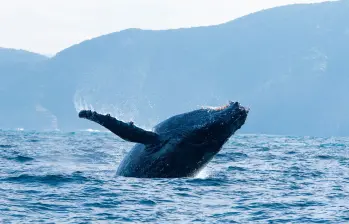 El nuevo documental de David Attenborough, producido junto a National Geographic, expone los peligros que enfrentan los océanos y plantea soluciones urgentes para su recuperación. FOTO cortesía Disney +