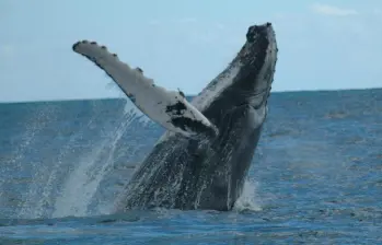 A las costas del pacífico colombiano llegan las ballenas jorobadas o yubartas entre julio y octubre después de un viaje de aproximadamente 8.500 kilómetros. FOTO: Colprensa